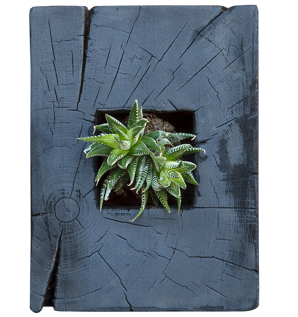 Download Planters - Ptacek Home Yellowimages Mockups